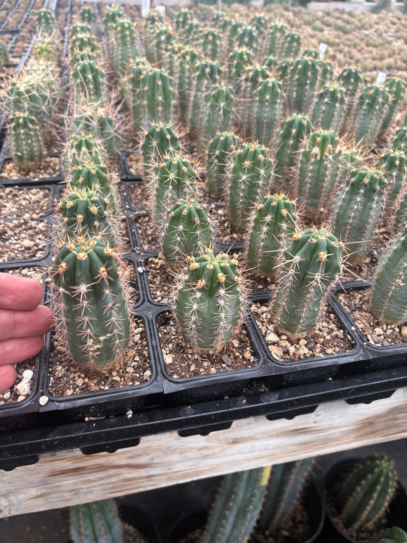 #EC230 EXACT Trichocereus Peruvianus OP Seedlings from Peru Cactus