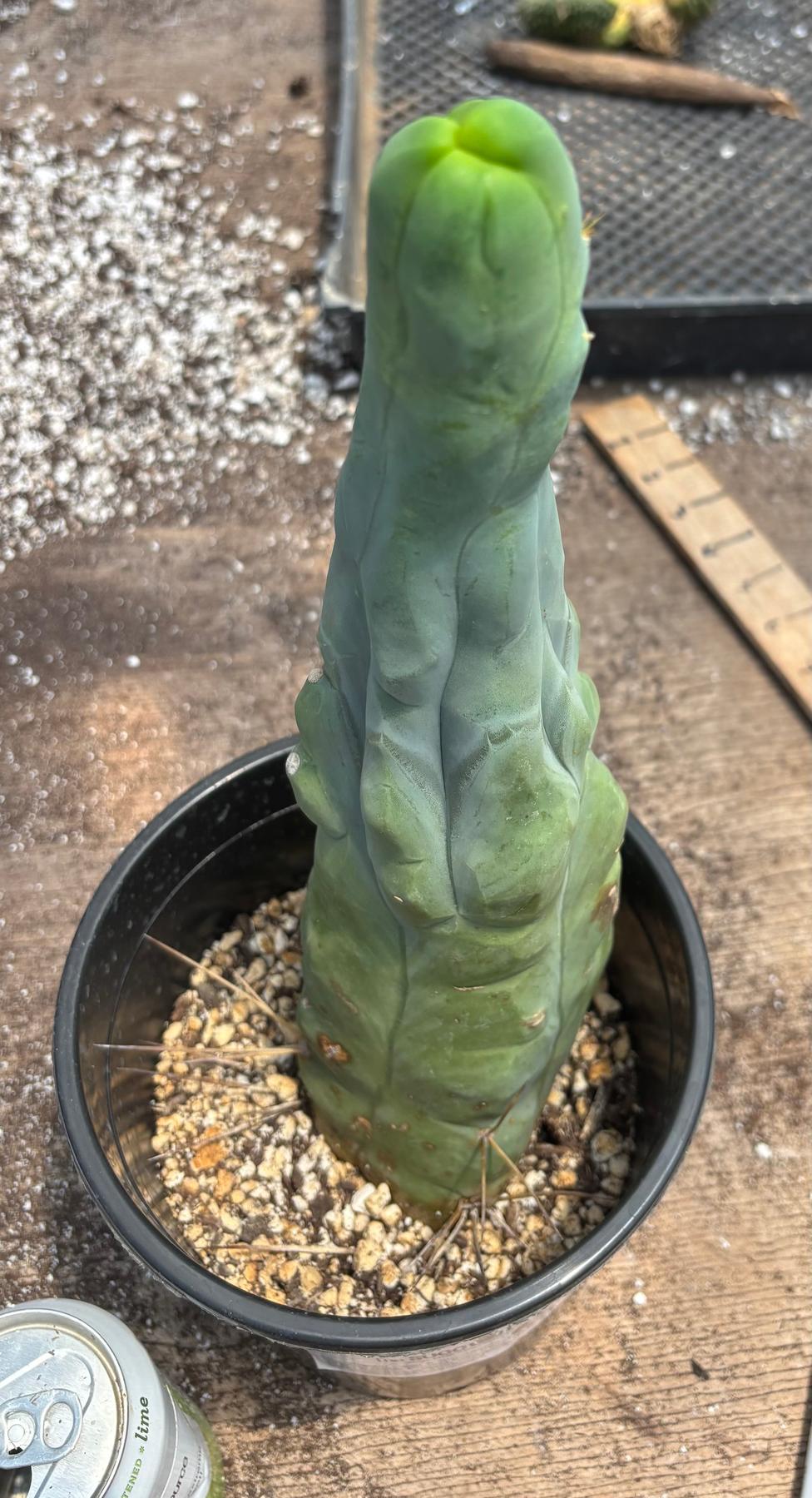 #EC24 EXACT Trichocereus Bridgesii TBM  Penis monstrose Long Form Cactus 12”