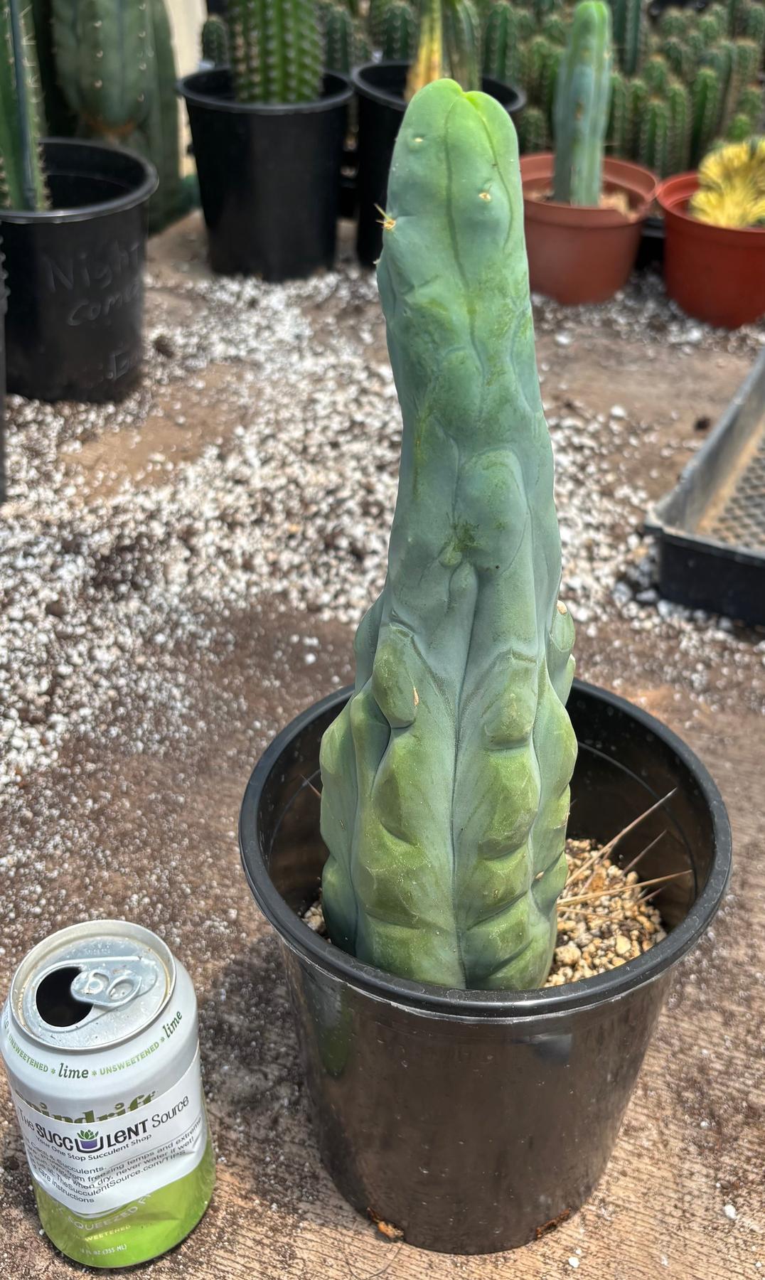 #EC24 EXACT Trichocereus Bridgesii TBM  Penis monstrose Long Form Cactus 12”