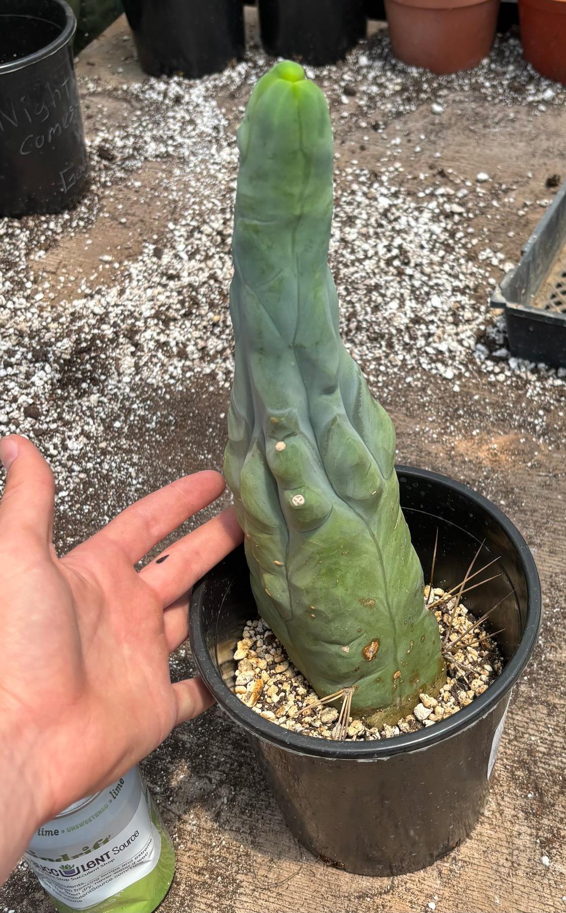 #EC24 EXACT Trichocereus Bridgesii TBM  Penis monstrose Long Form Cactus 12”
