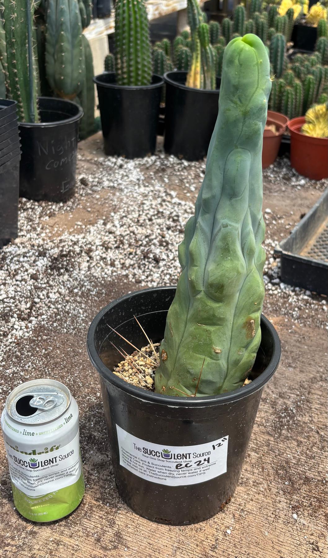#EC24 EXACT Trichocereus Bridgesii TBM  Penis monstrose Long Form Cactus 12”
