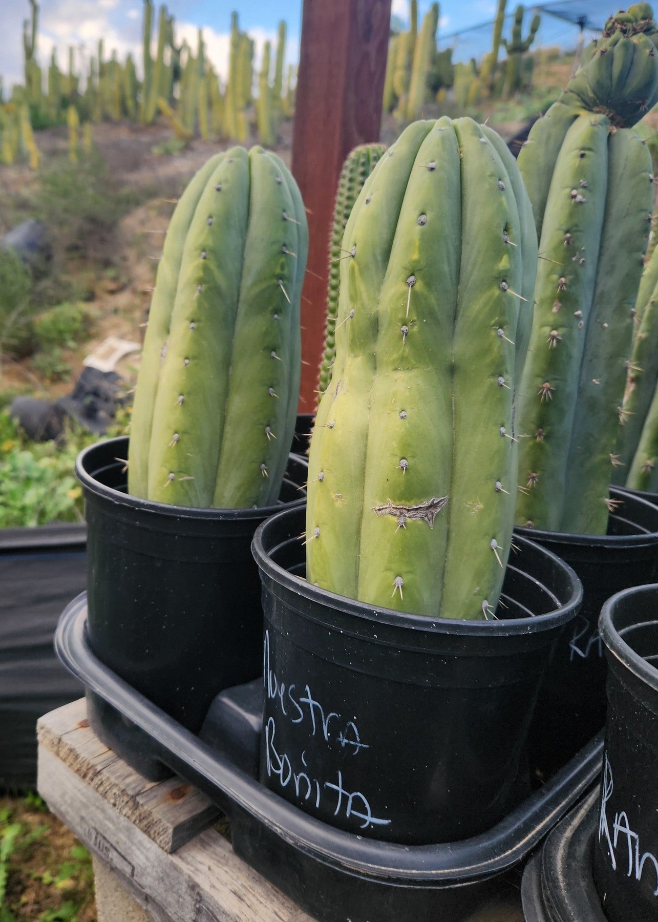 #EC240 Trichocereus Pachanoi  Nuestra Bonita Cactus Cuttings and potted 8-15"