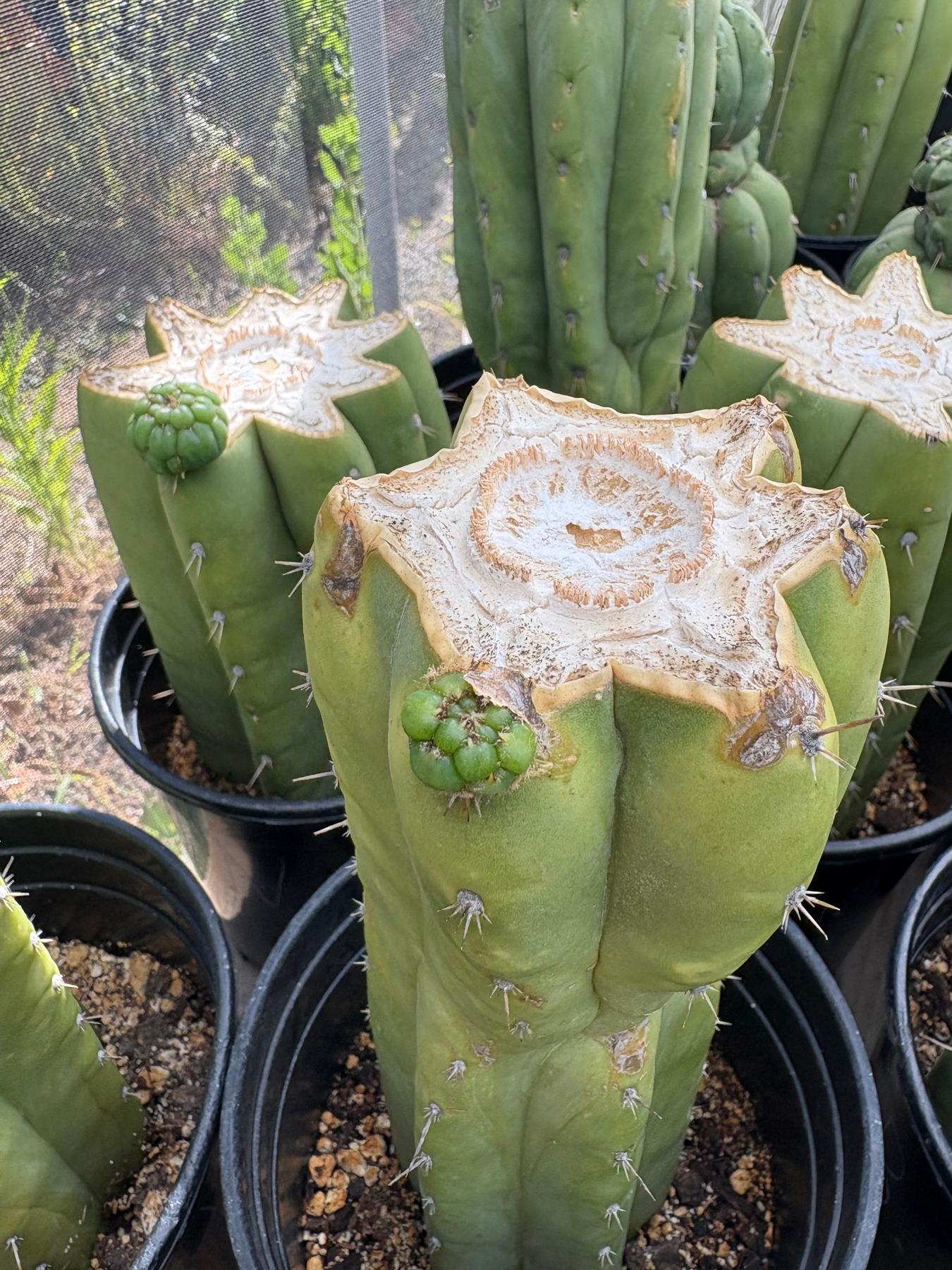 #EC240 Trichocereus Pachanoi  Nuestra Bonita Cactus Cuttings and potted 8-15"