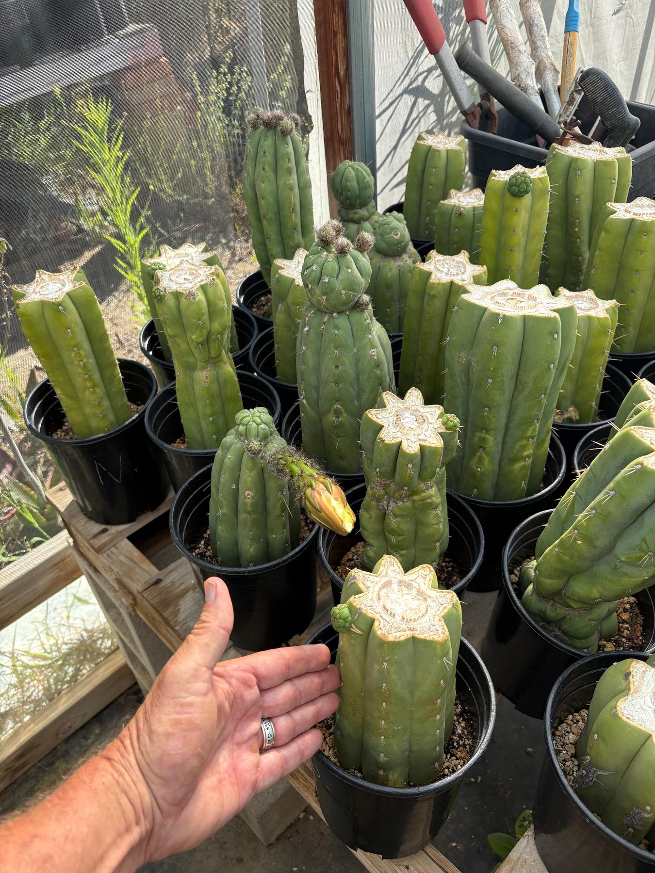 #EC240 Trichocereus Pachanoi  Nuestra Bonita Cactus Cuttings and potted 8-15"