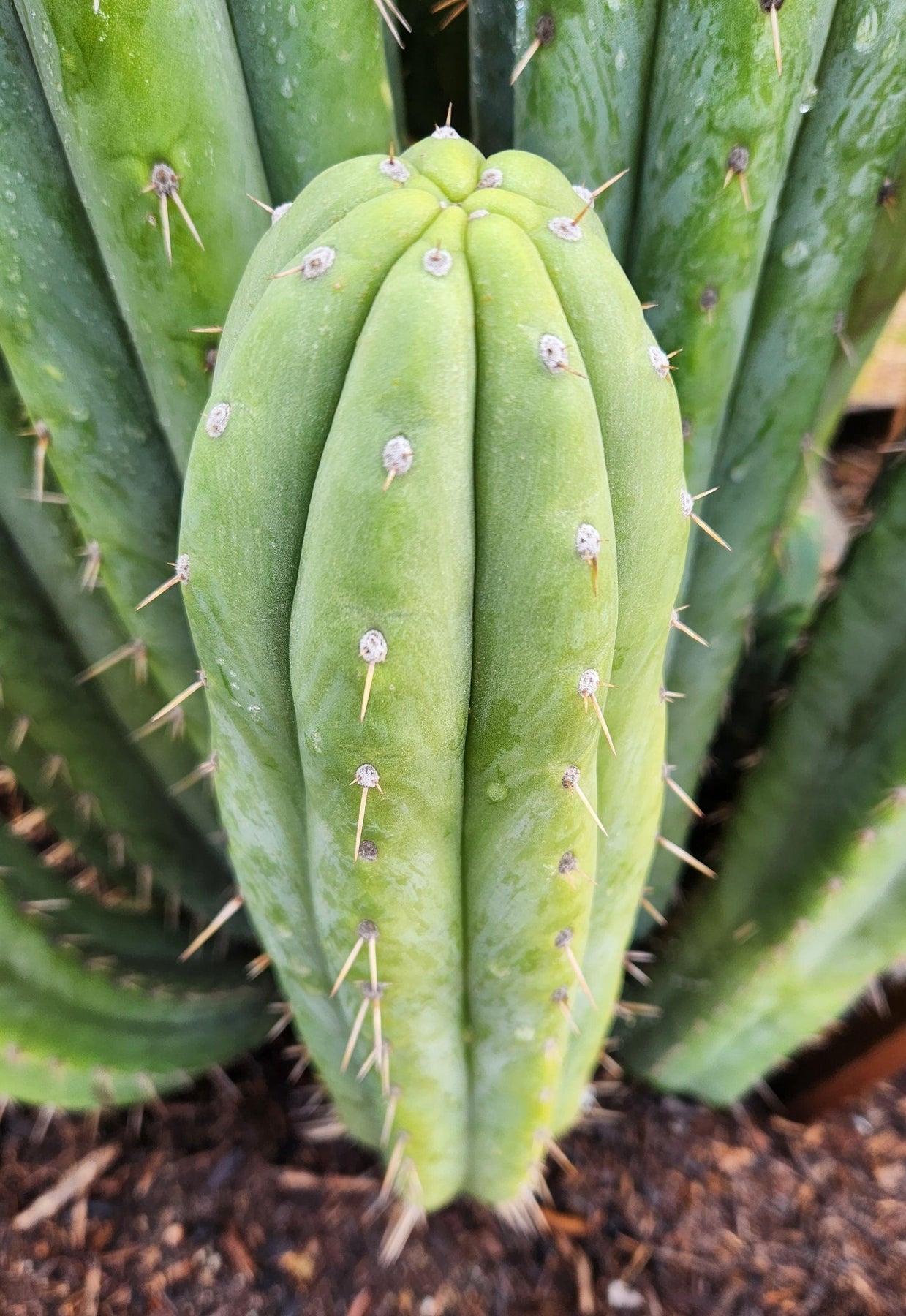 #EC240 Trichocereus Pachanoi  Nuestra Bonita Cactus Cuttings and potted 8-15"