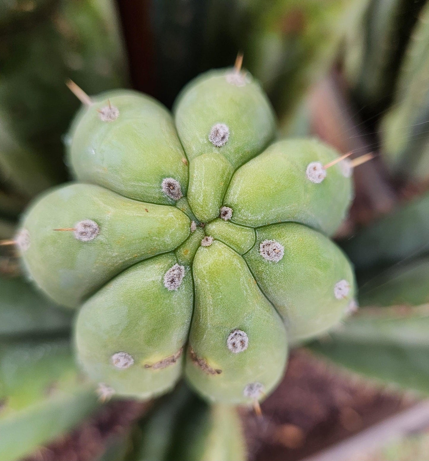 #EC240 Trichocereus Pachanoi  Nuestra Bonita Cactus Cuttings and potted 8-15"