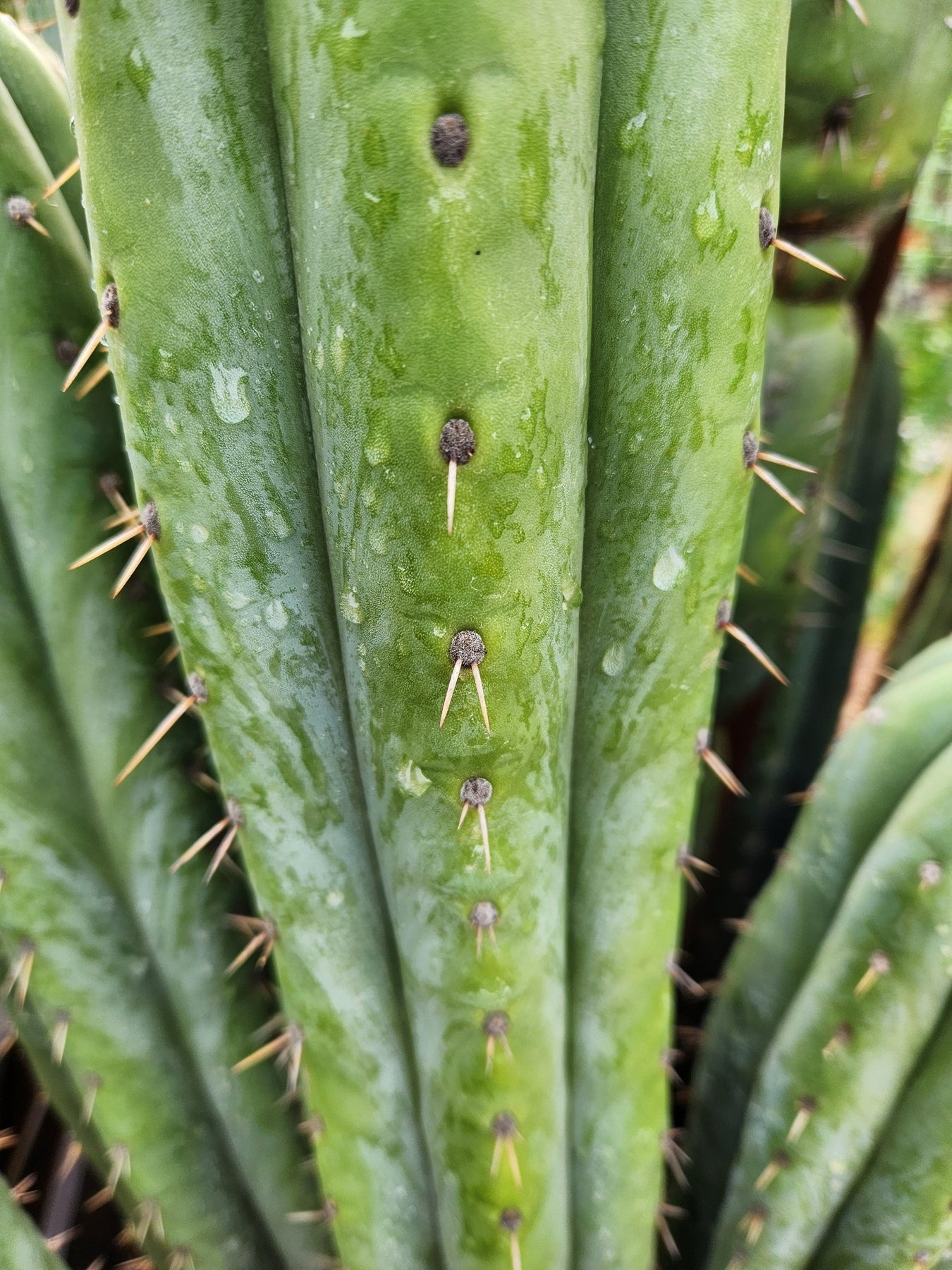 #EC240 Trichocereus Pachanoi  Nuestra Bonita Cactus Cuttings and potted 8-15"