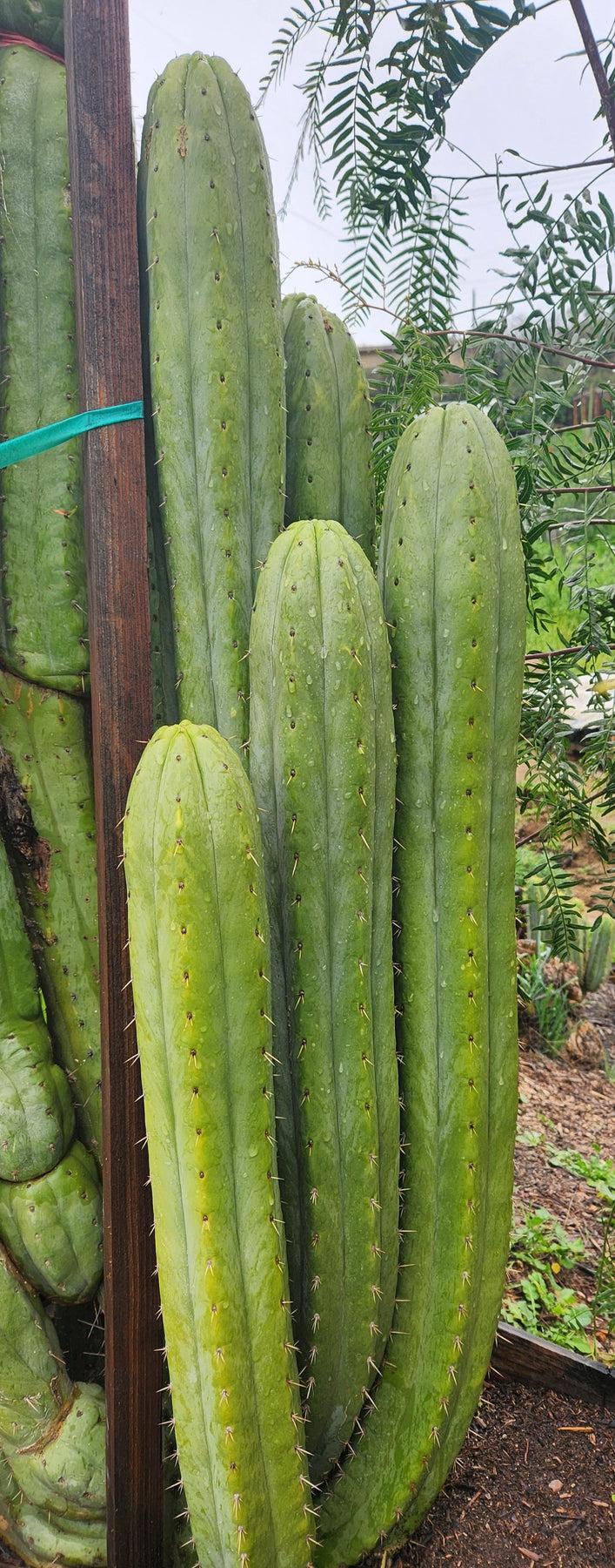 #EC240 Trichocereus Pachanoi  Nuestra Bonita Cactus Cuttings and potted 8-15"
