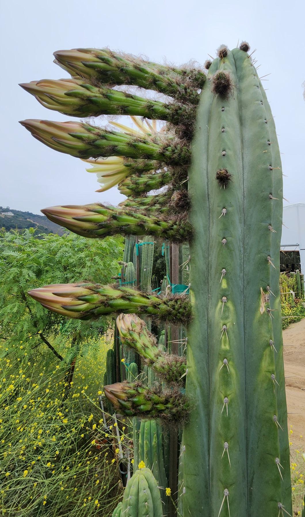 #EC240 Trichocereus Pachanoi  Nuestra Bonita Cactus Cuttings and potted 8-15"