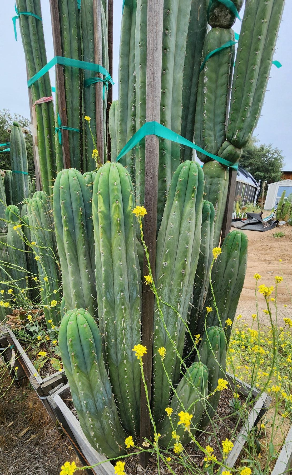 #EC240 Trichocereus Pachanoi  Nuestra Bonita Cactus Cuttings and potted 8-15"