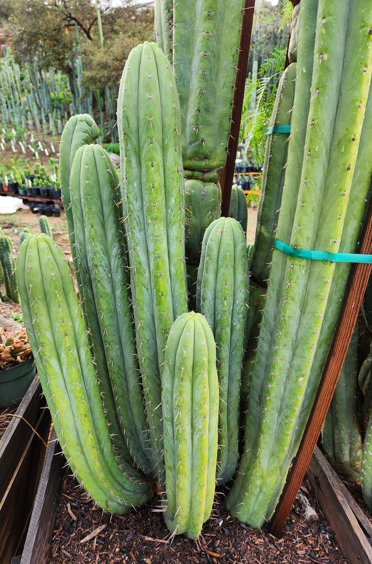 #EC240 Trichocereus Pachanoi  Nuestra Bonita Cactus Cuttings and potted 8-15"