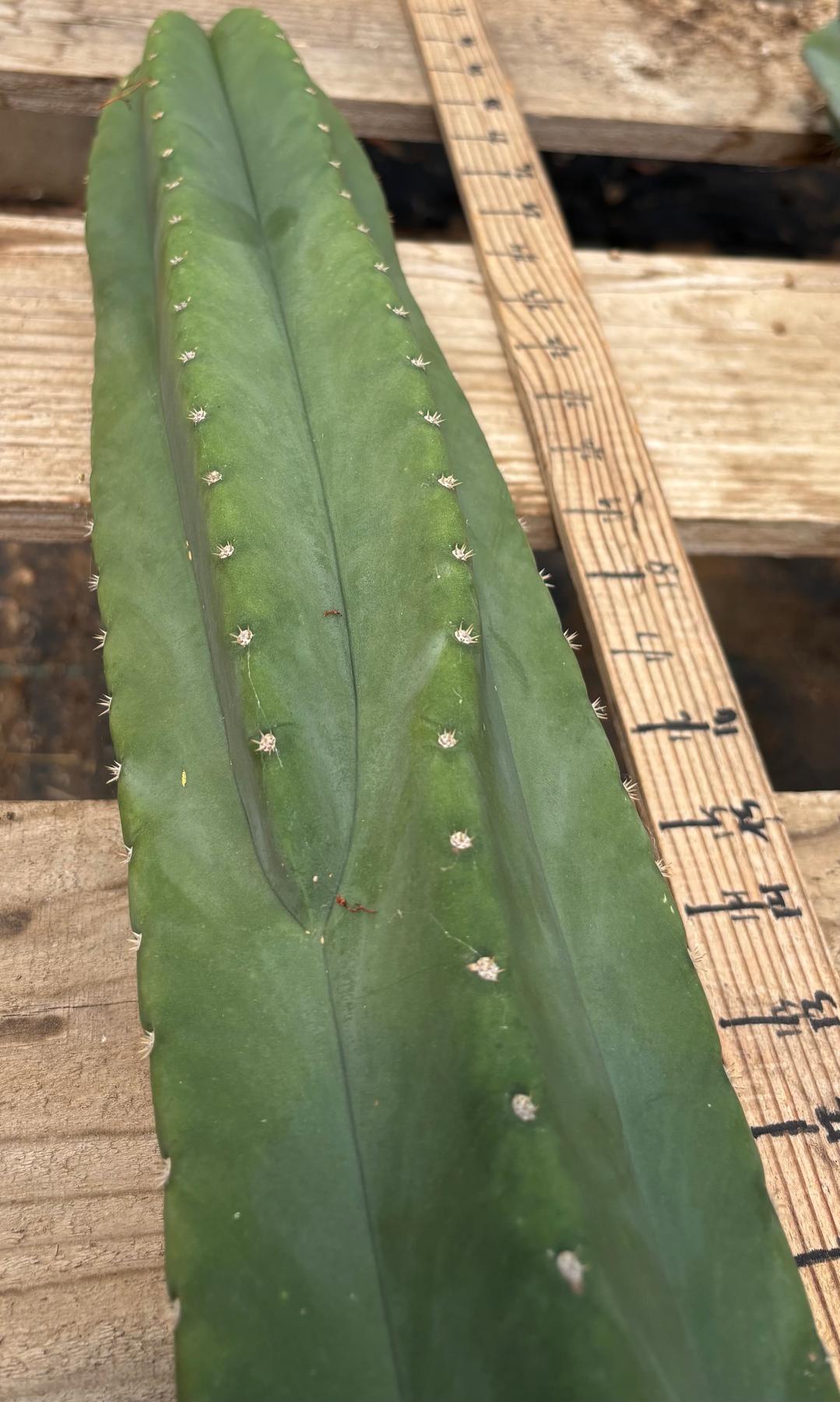 #EC241 EXACT Trichocereus Scop x HZ 23” Misplant