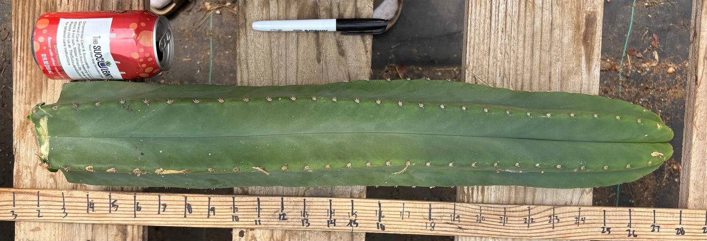 #EC241 EXACT Trichocereus Scop x HZ 23” Misplant
