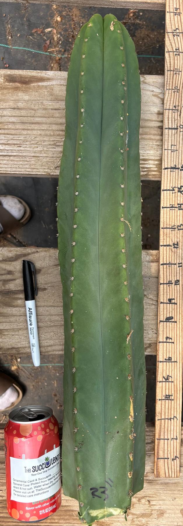 #EC241 EXACT Trichocereus Scop x HZ 23” Misplant