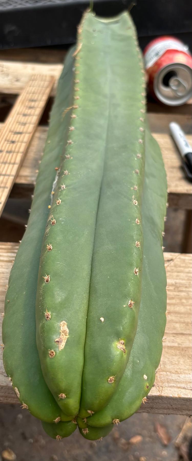 #EC241 EXACT Trichocereus Scop x HZ 23” Misplant