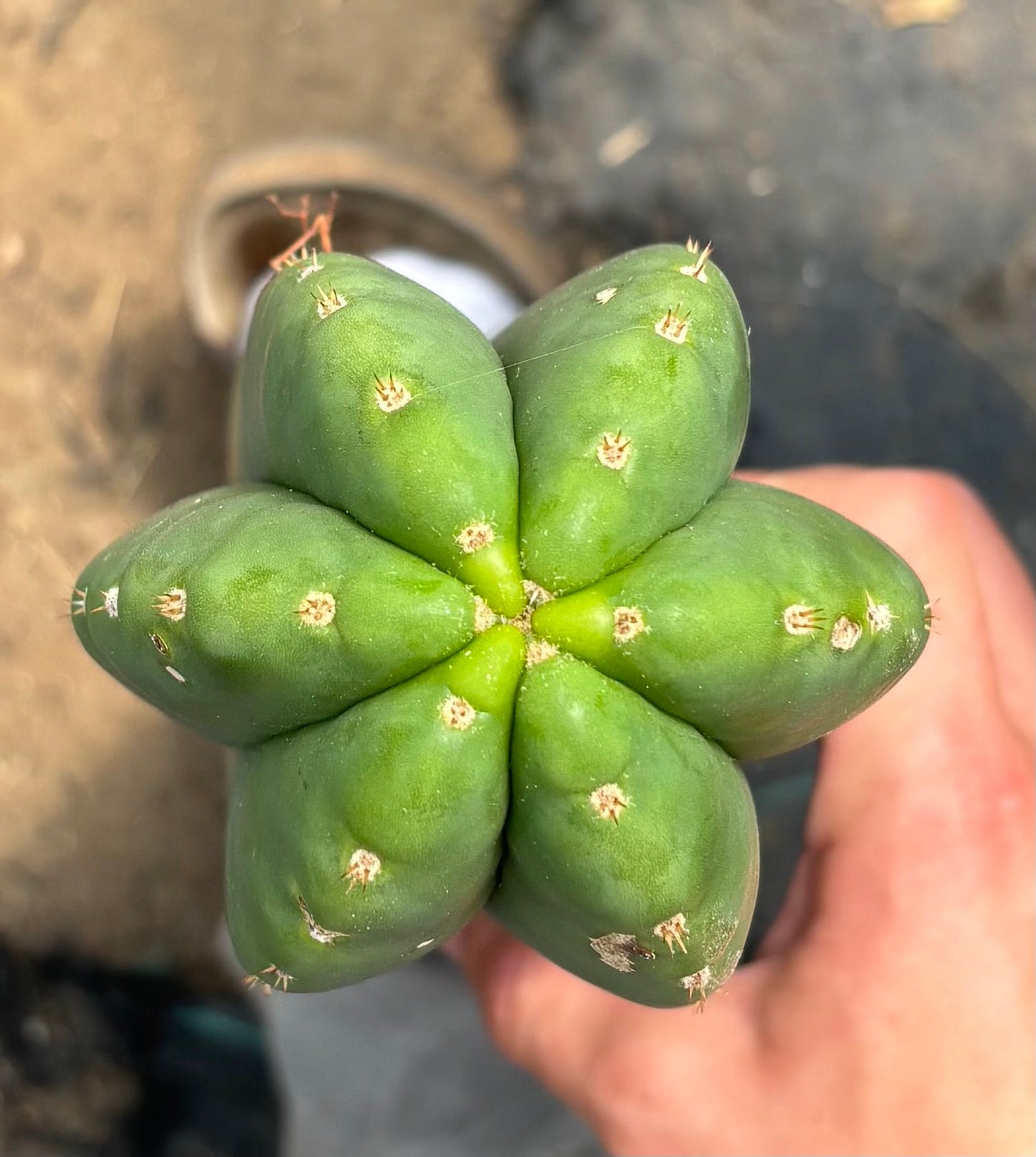 #EC241 EXACT Trichocereus Scop x HZ 23” Misplant