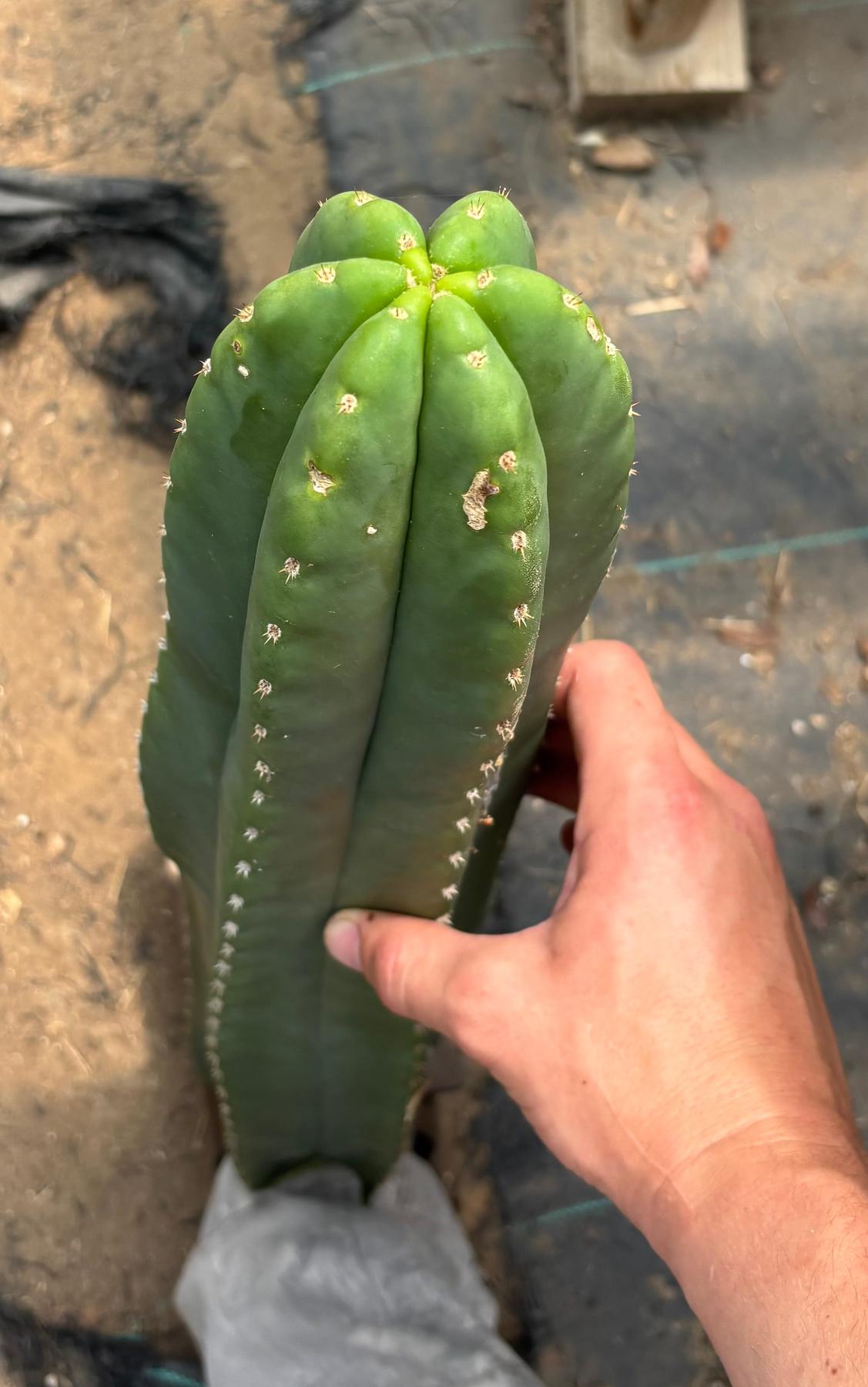 #EC241 EXACT Trichocereus Scop x HZ 23” Misplant
