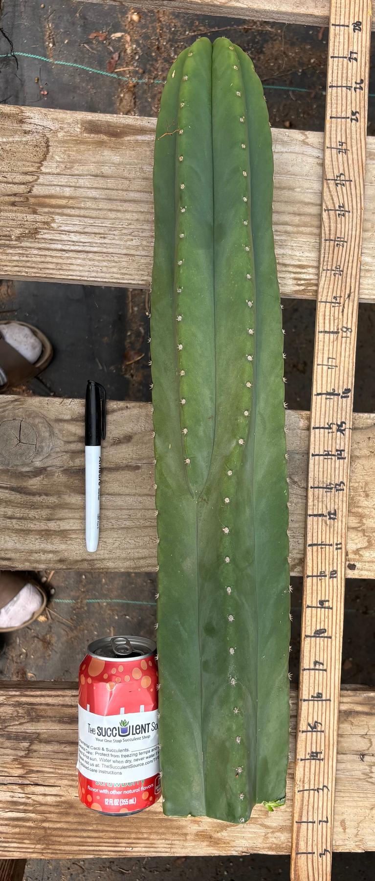 #EC241 EXACT Trichocereus Scop x HZ 23” Misplant