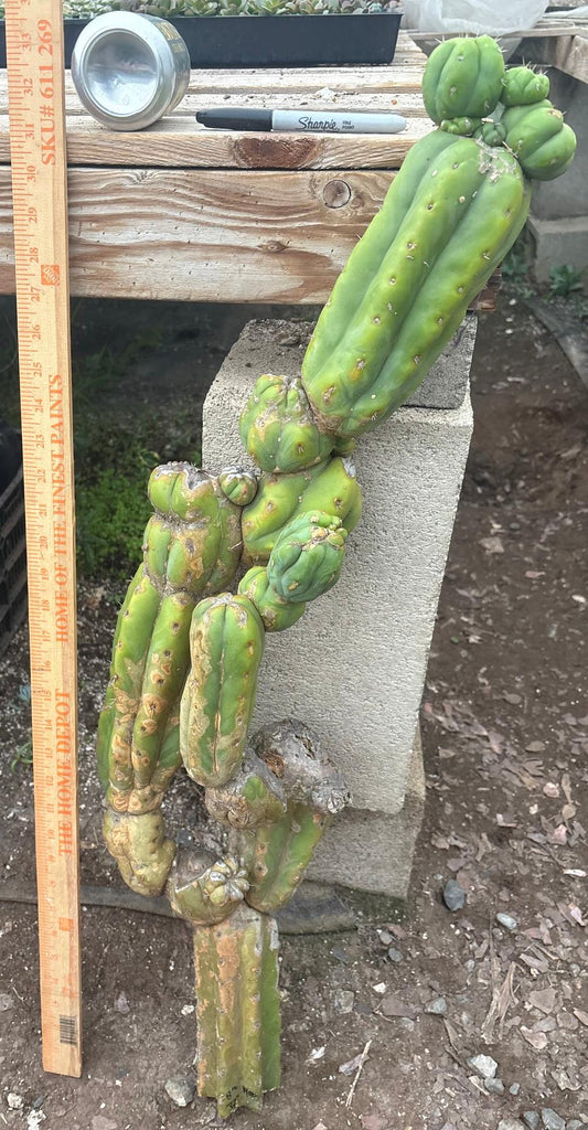 #EC242 EXACT Trichocereus Pachanoi PC LONG Cactus Cutting 32”