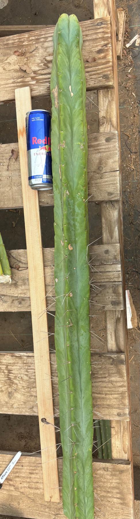 #EC246 EXACT Trichocereus Bridgesii Jiimz Twin Spine Cactus Cuttings
