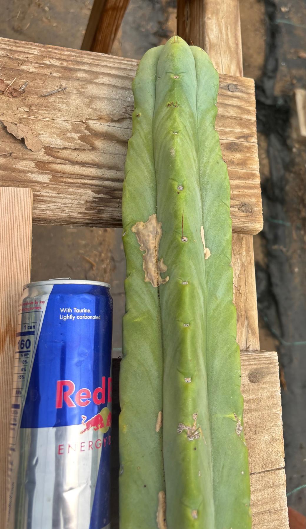 #EC246 EXACT Trichocereus Bridgesii Jiimz Twin Spine Cactus Cuttings