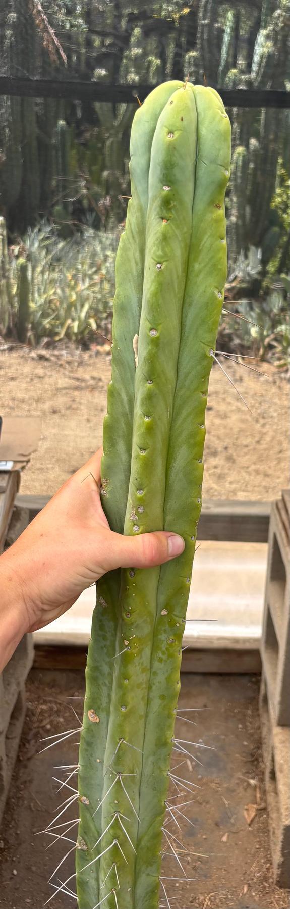 #EC246 EXACT Trichocereus Bridgesii Jiimz Twin Spine Cactus Cuttings