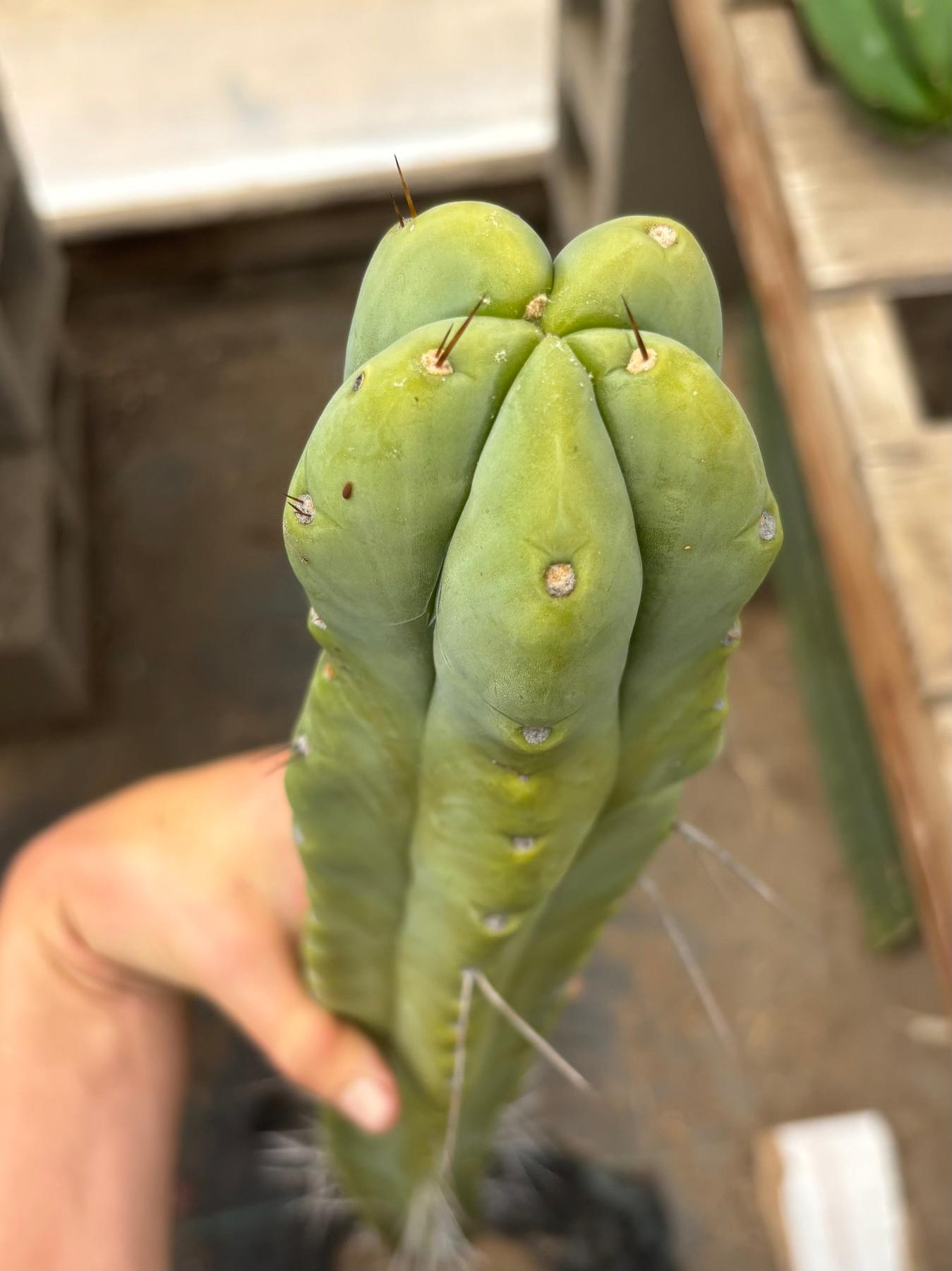 #EC246 EXACT Trichocereus Bridgesii Jiimz Twin Spine Cactus Cuttings