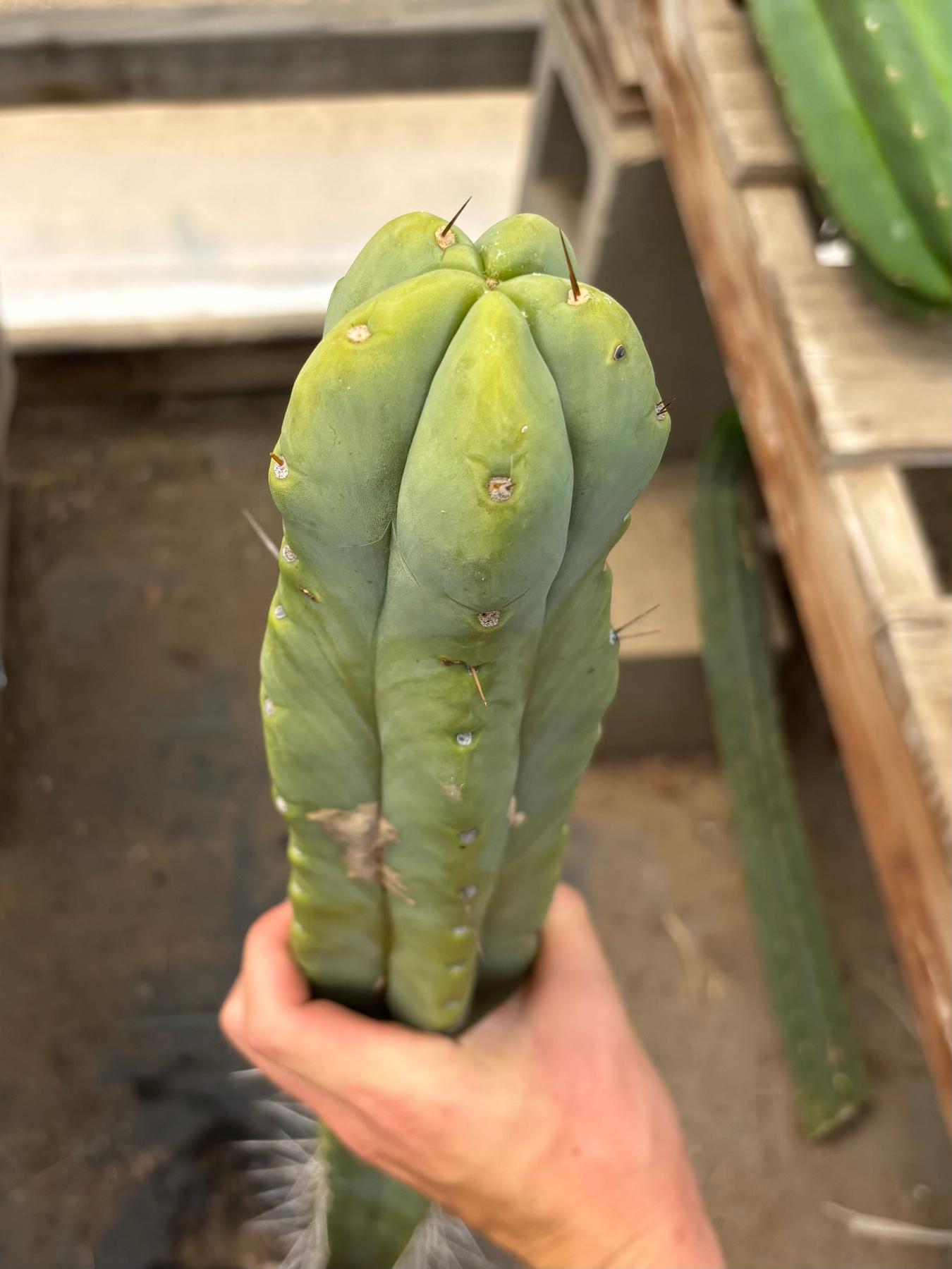 #EC246 EXACT Trichocereus Bridgesii Jiimz Twin Spine Cactus Cuttings