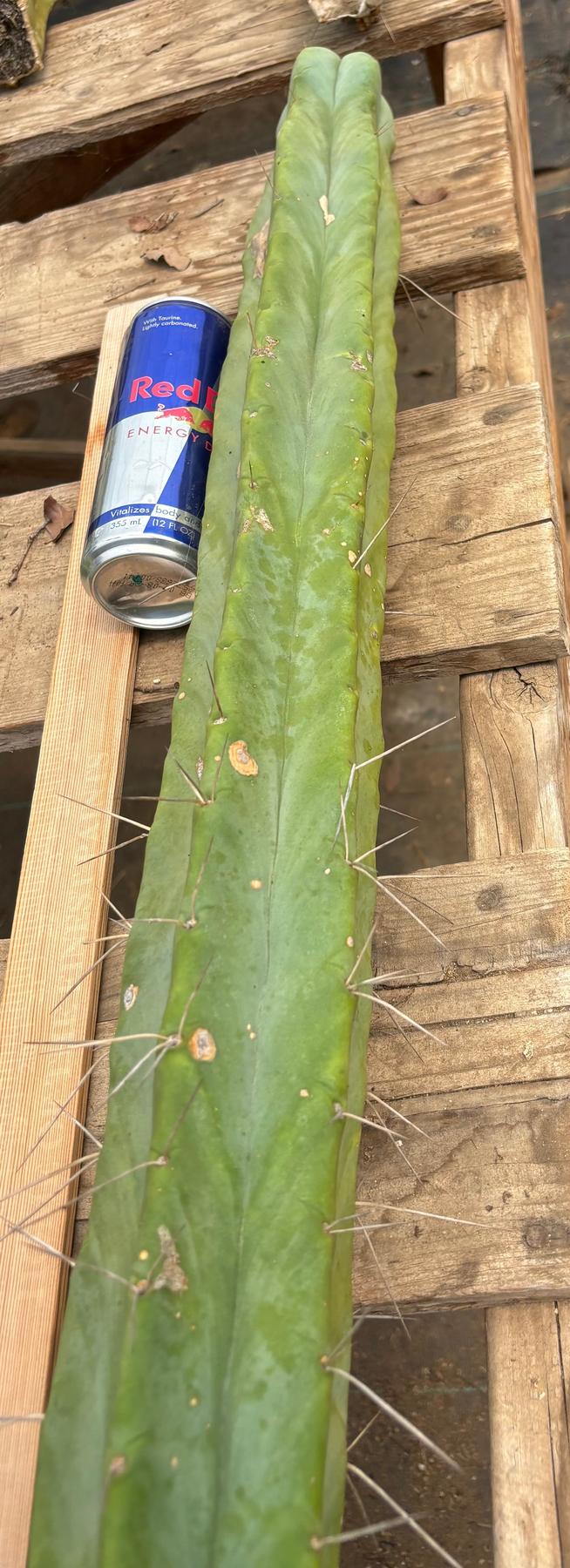 #EC246 EXACT Trichocereus Bridgesii Jiimz Twin Spine Cactus Cuttings