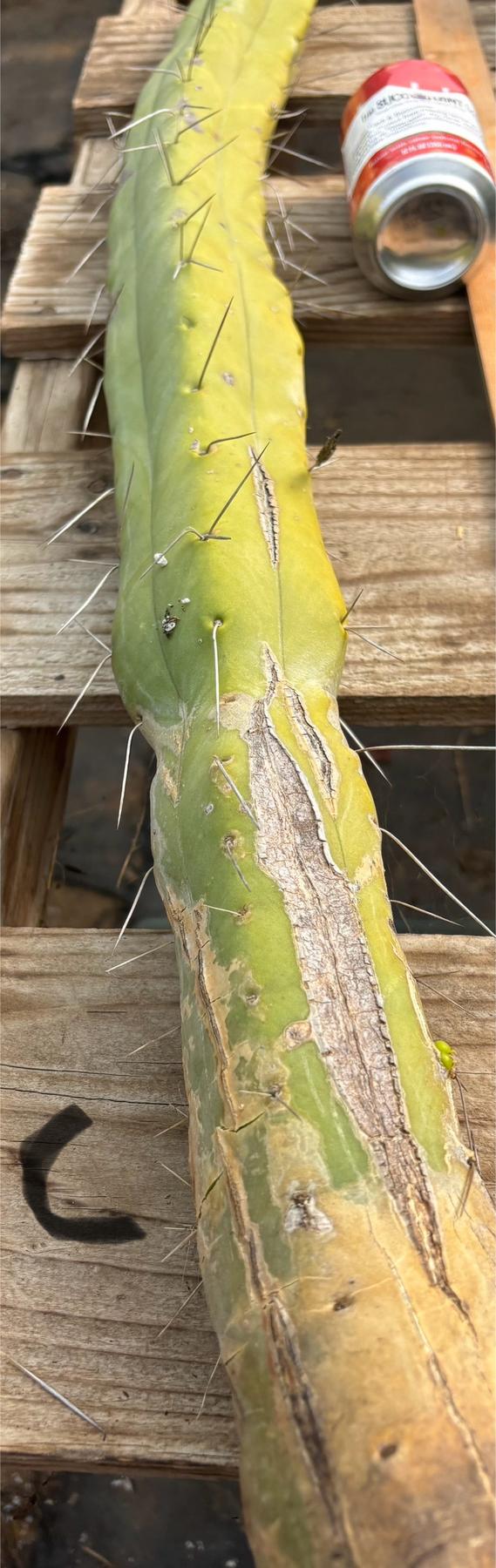 #EC246 EXACT Trichocereus Bridgesii Jiimz Twin Spine Cactus Cuttings