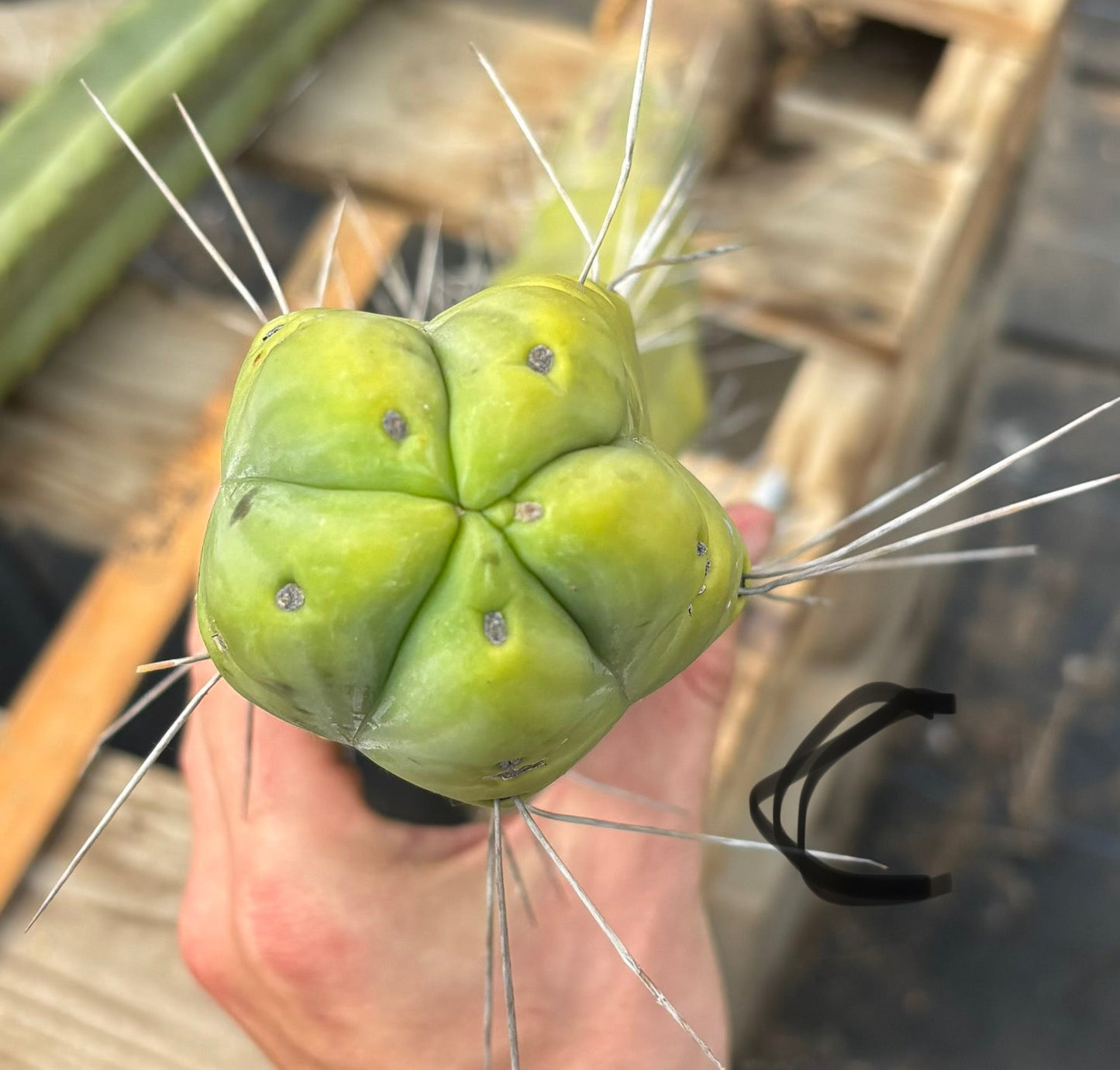 #EC246 EXACT Trichocereus Bridgesii Jiimz Twin Spine Cactus Cuttings