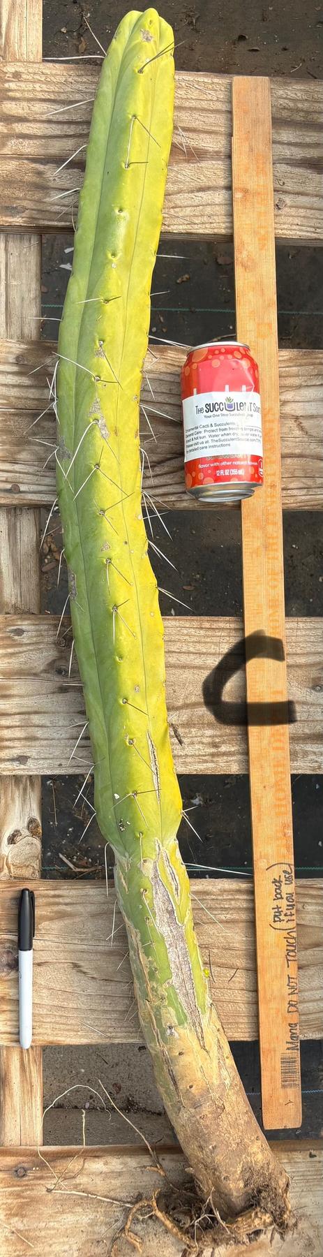 #EC246 EXACT Trichocereus Bridgesii Jiimz Twin Spine Cactus Cuttings