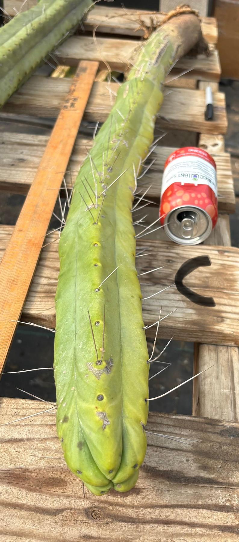 #EC246 EXACT Trichocereus Bridgesii Jiimz Twin Spine Cactus Cuttings