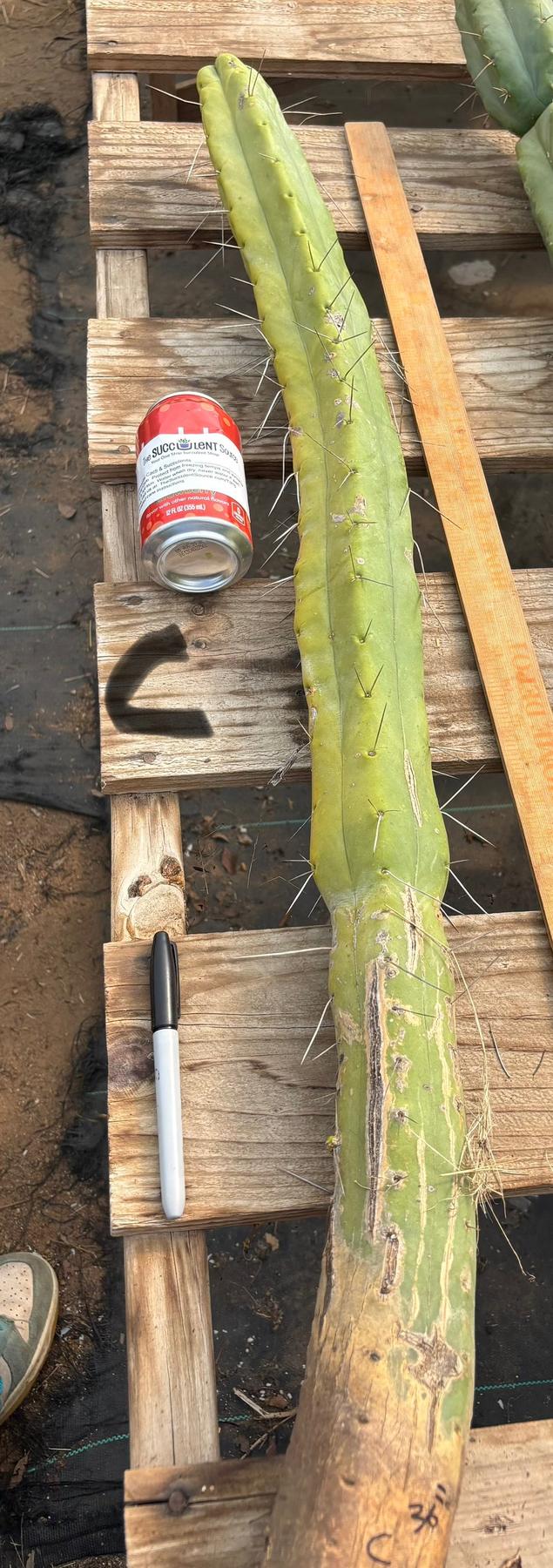 #EC246 EXACT Trichocereus Bridgesii Jiimz Twin Spine Cactus Cuttings