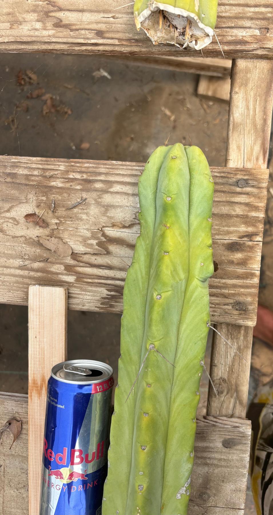 #EC246 EXACT Trichocereus Bridgesii Jiimz Twin Spine Cactus Cuttings