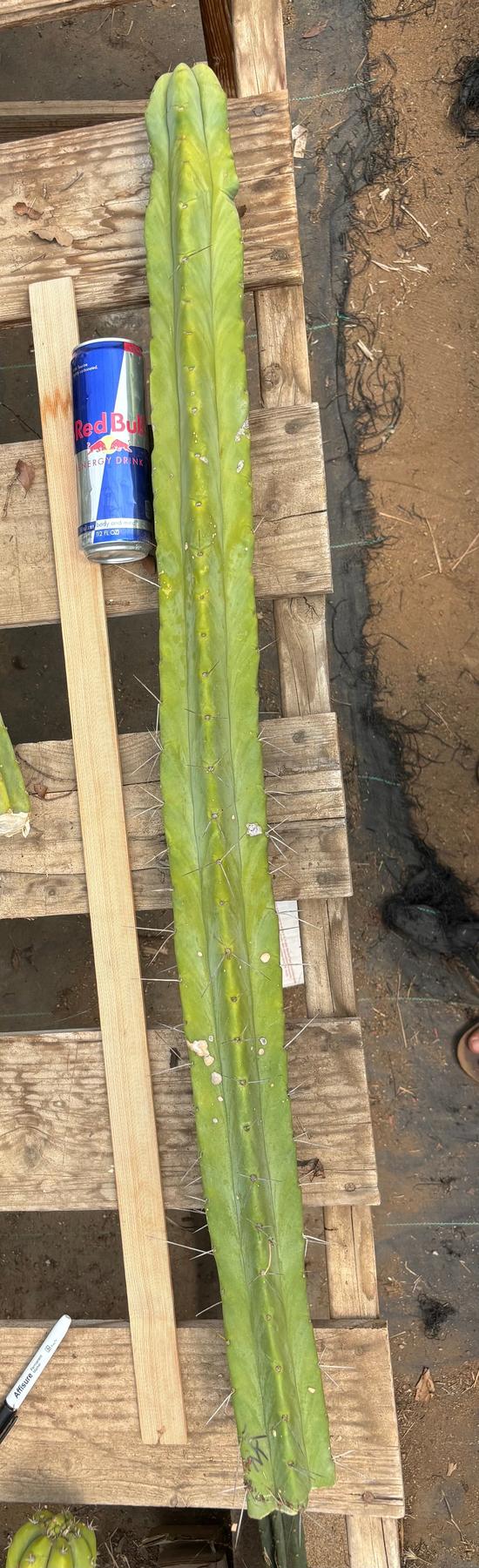 #EC246 EXACT Trichocereus Bridgesii Jiimz Twin Spine Cactus Cuttings