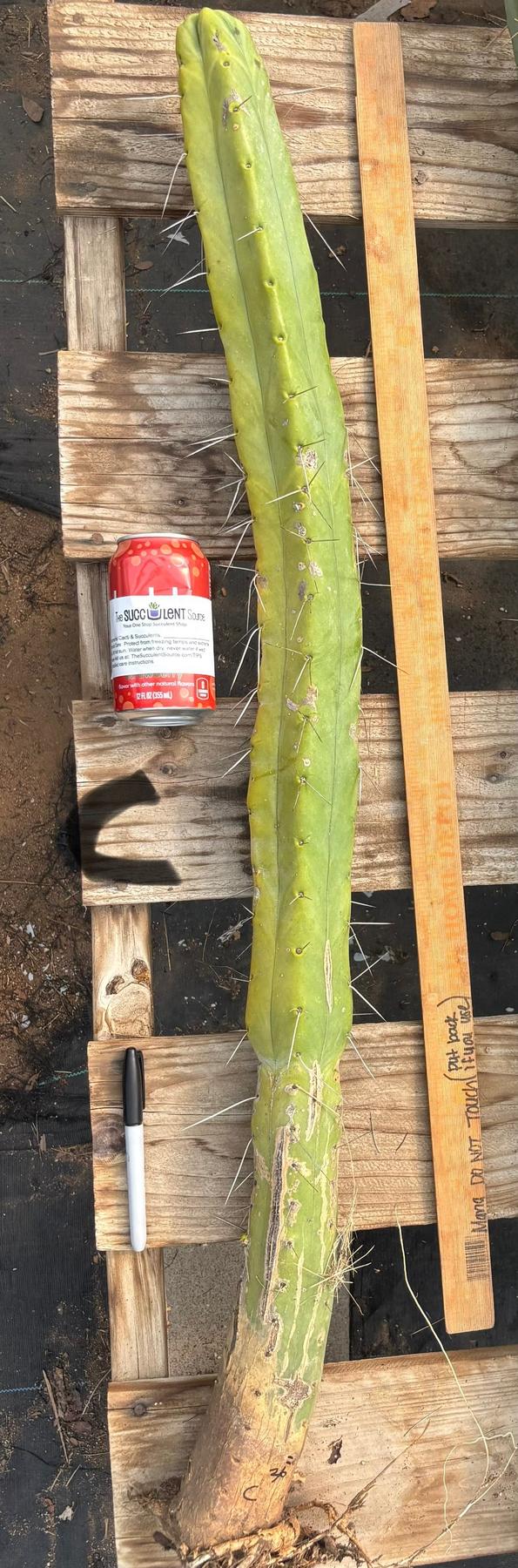 #EC246 EXACT Trichocereus Bridgesii Jiimz Twin Spine Cactus Cuttings