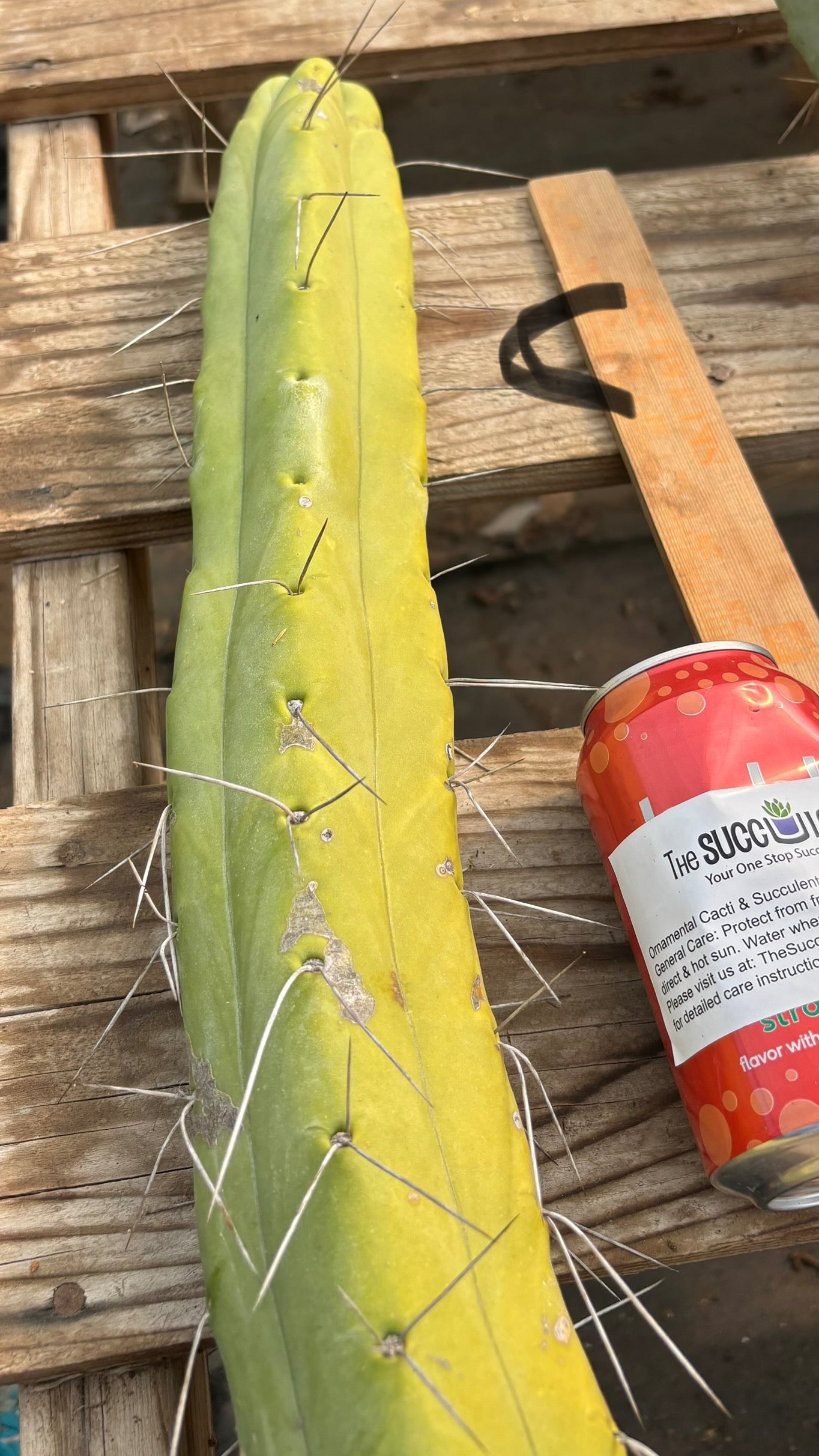 #EC246 EXACT Trichocereus Bridgesii Jiimz Twin Spine Cactus Cuttings