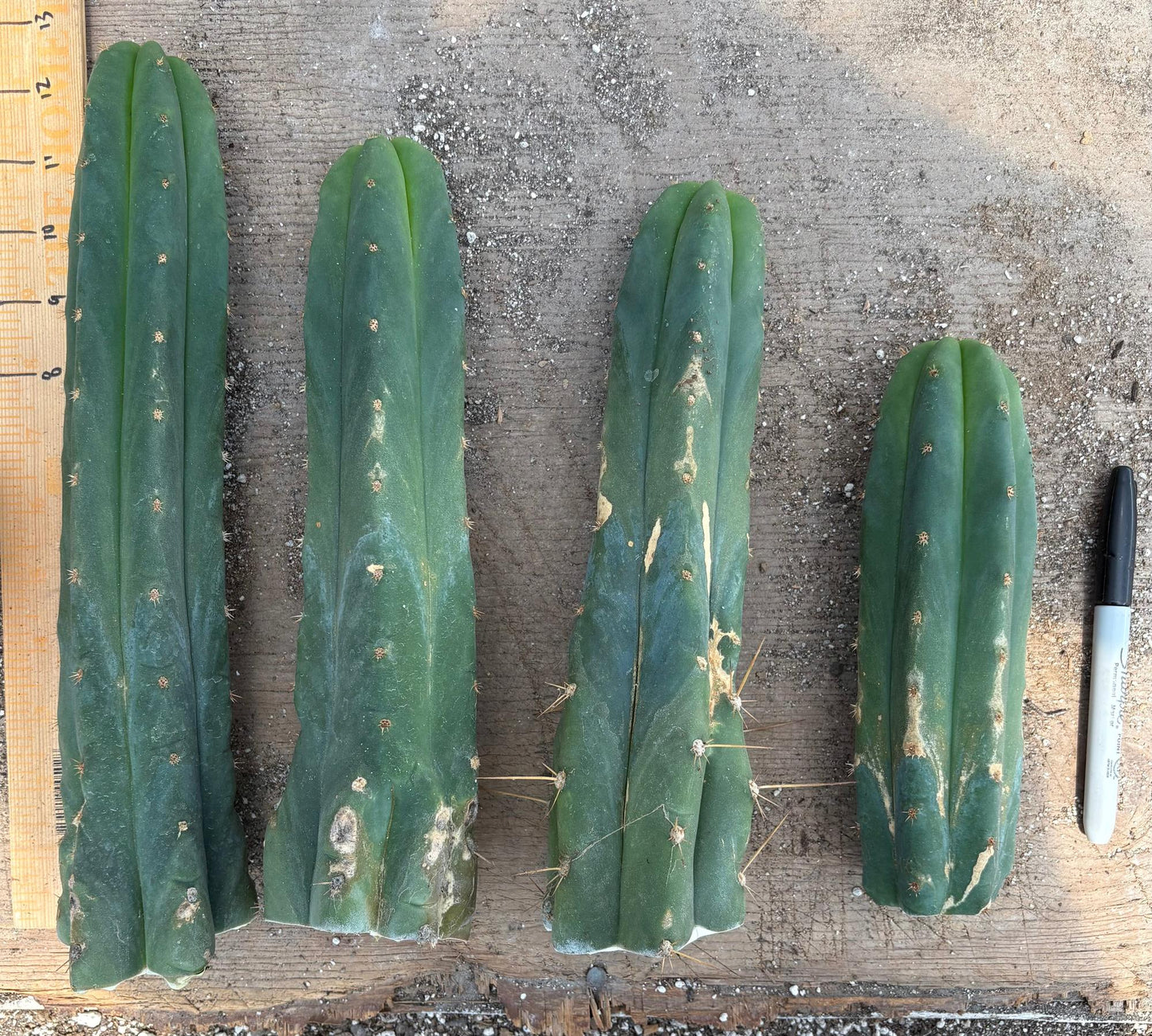 #EC247 EXACT Trichocereus Huanucoensis Jiimz Huanu/P7 Cactus Cuttings 10”