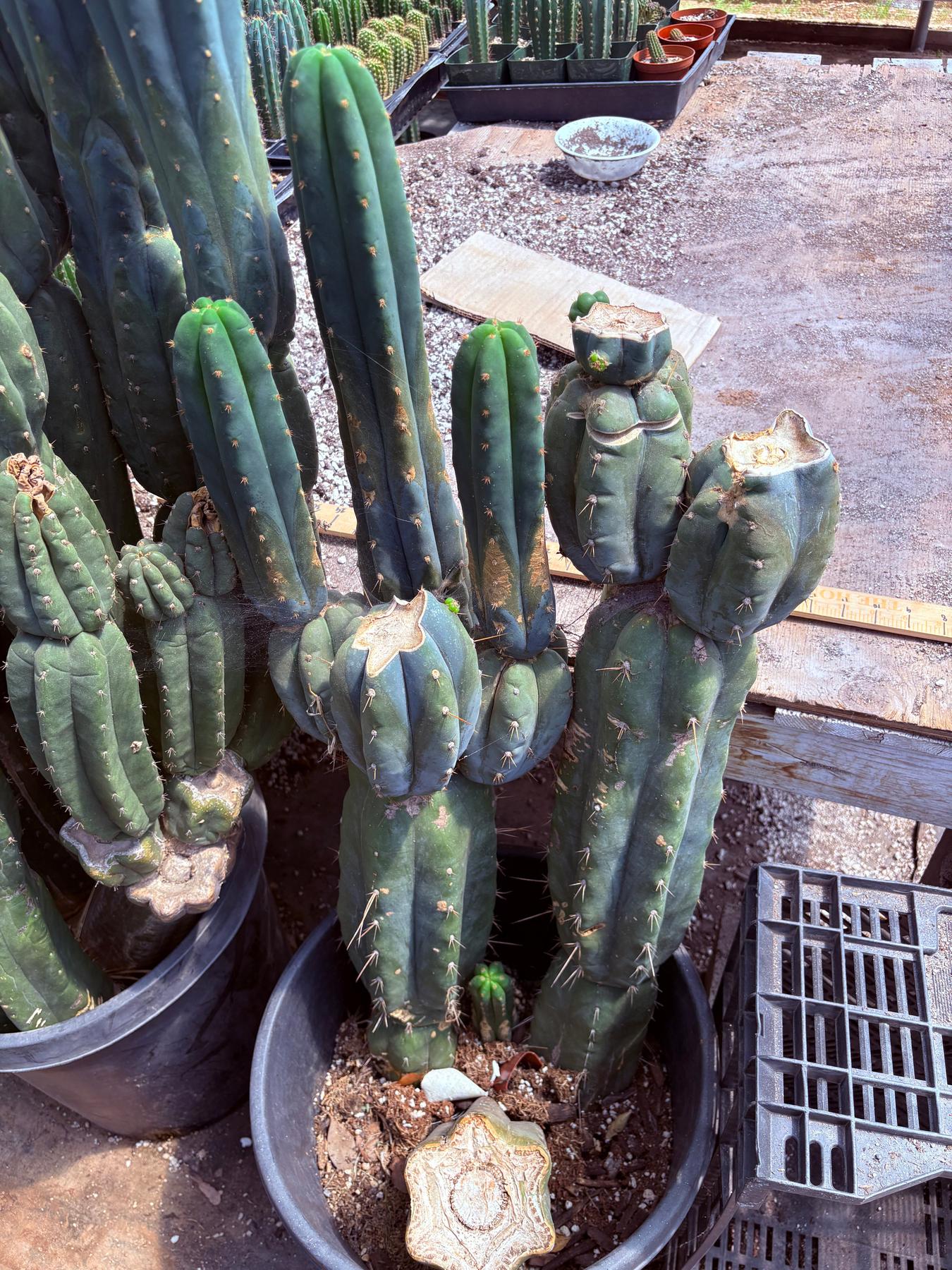 #EC247 EXACT Trichocereus Huanucoensis Jiimz Huanu/P7 Cactus Cuttings 10”