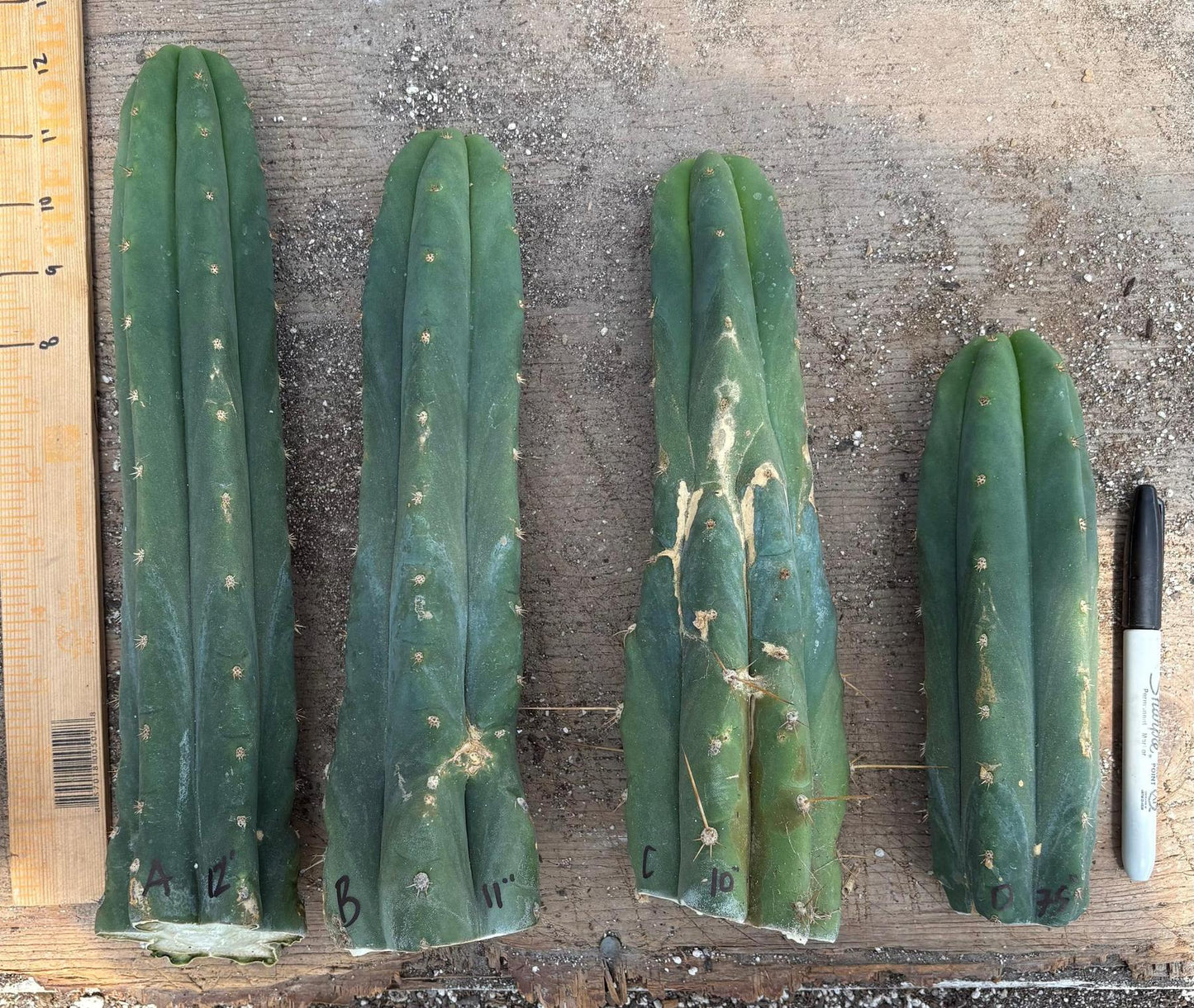 #EC247 EXACT Trichocereus Huanucoensis Jiimz Huanu/P7 Cactus Cuttings 10”