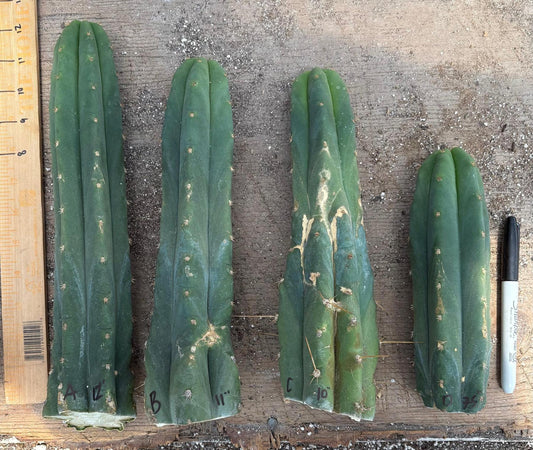 #EC247 EXACT Trichocereus Huanucoensis Jiimz Huanu/P7 Cactus Cuttings 10”
