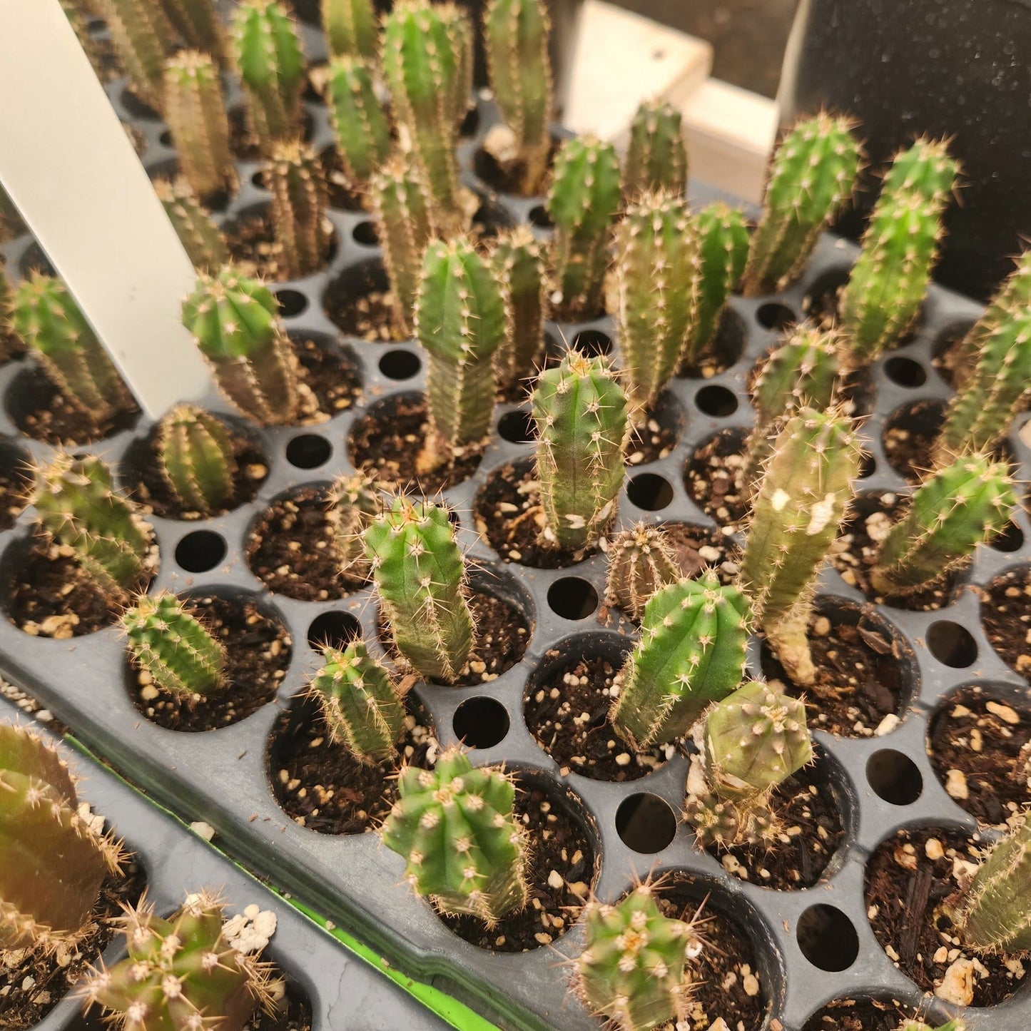 #EC249 EXACT - #29 THREE Trichocereus Pachanoi OP Seedlings from New Zealand 4-5”