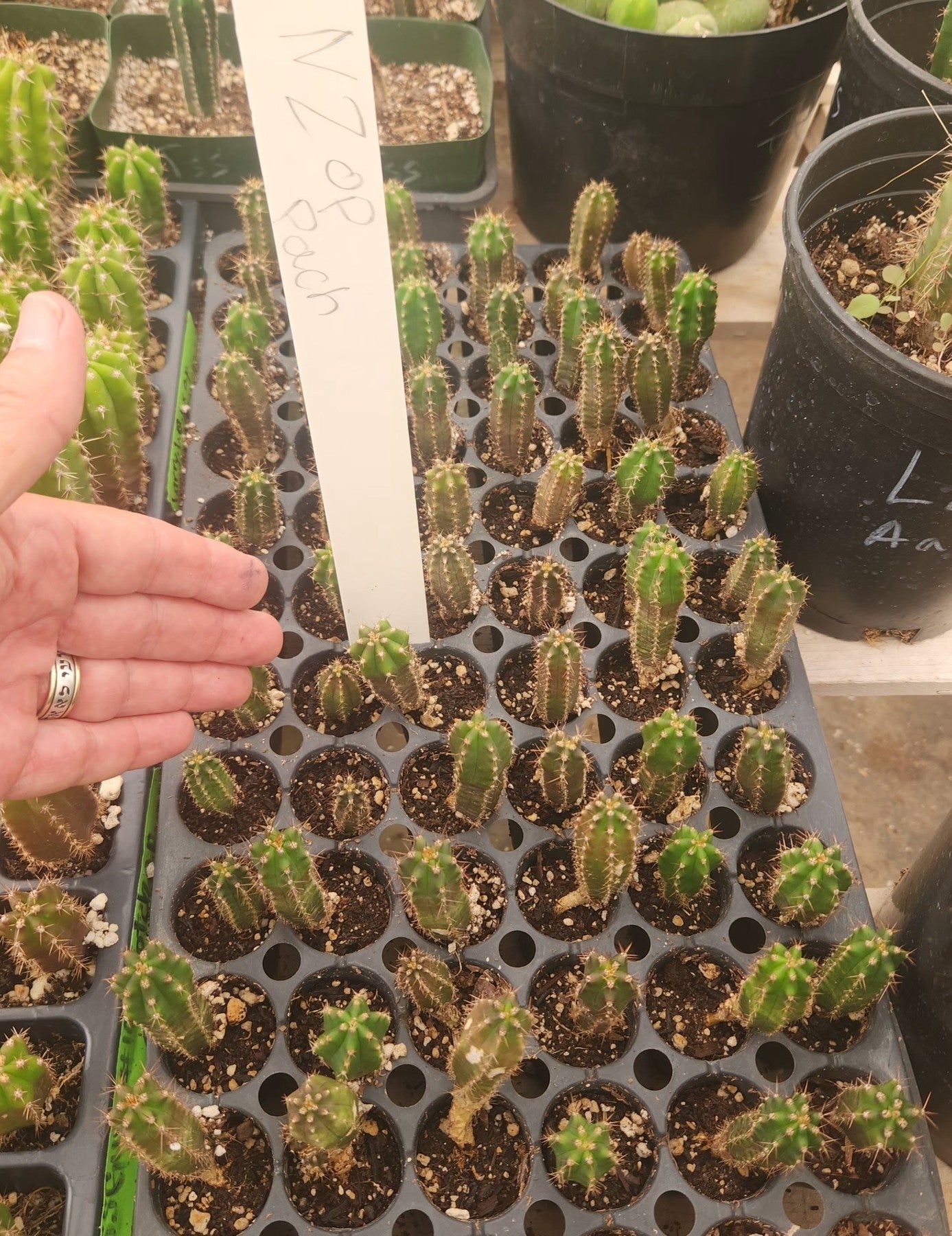 #EC249 EXACT - #29 THREE Trichocereus Pachanoi OP Seedlings from New Zealand 4-5”