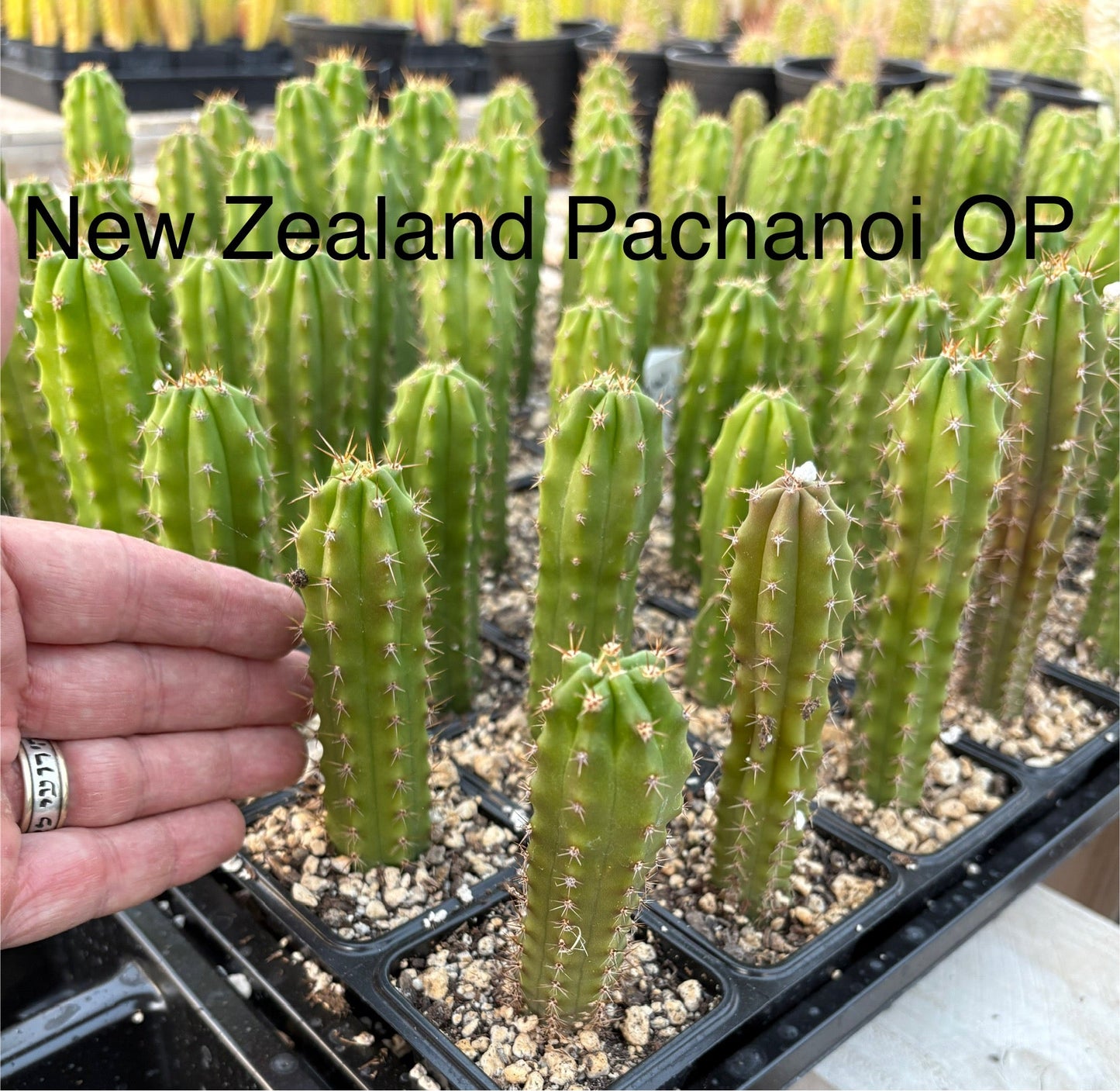 #EC249 EXACT - #29 THREE Trichocereus Pachanoi OP Seedlings from New Zealand 4-5”