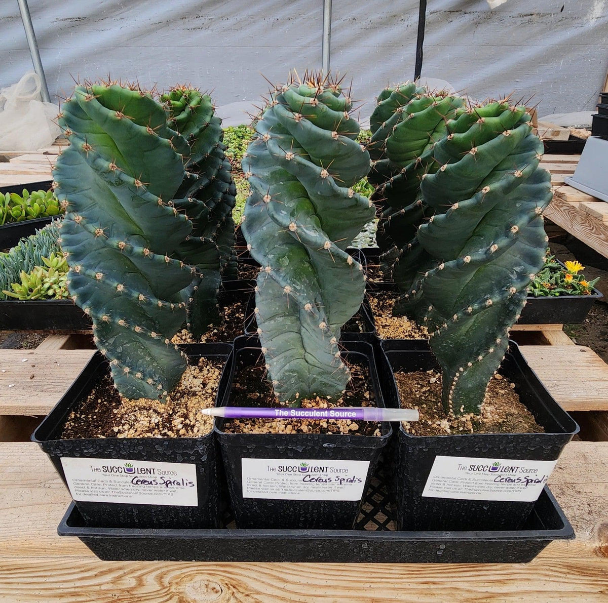 #EC257 Cereus Forbesii Spiralis The Spiral Cactus Potted