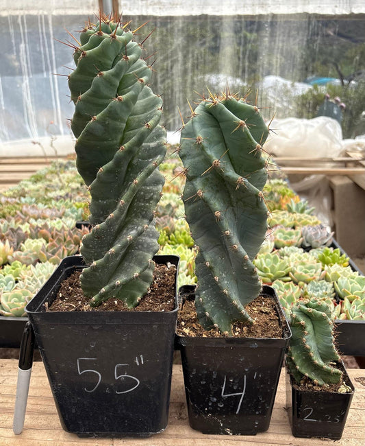 #EC257 Cereus Forbesii Spiralis The Spiral Cactus Potted