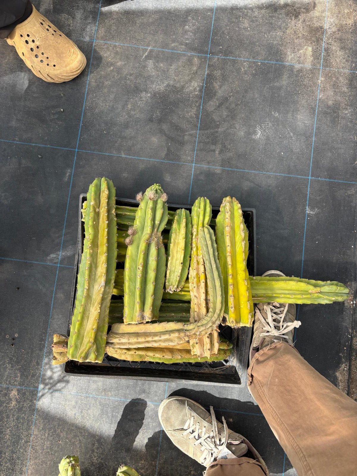 #EC258 EXACT Trichocereus Pachanoi PC Super TLC Cactus CUTTING Lot 25 pounds