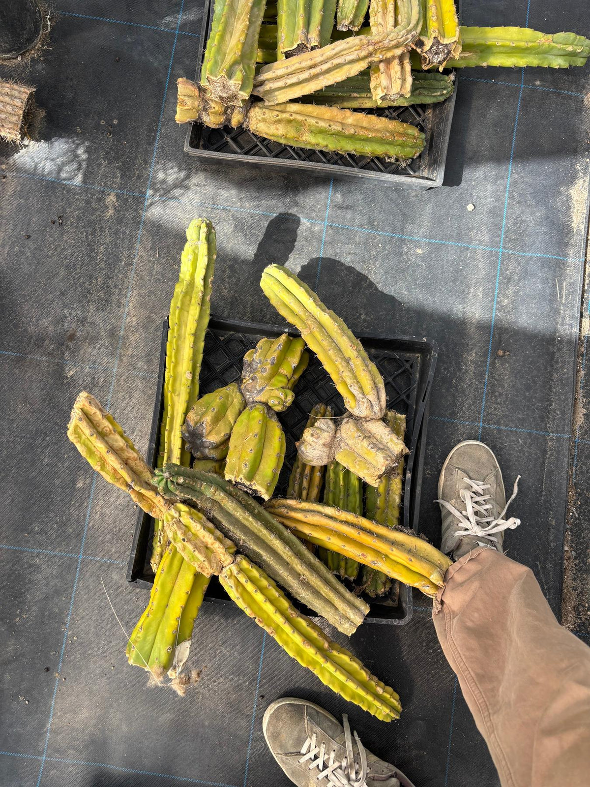 #EC258 EXACT Trichocereus Pachanoi PC Super TLC Cactus CUTTING Lot 25 pounds