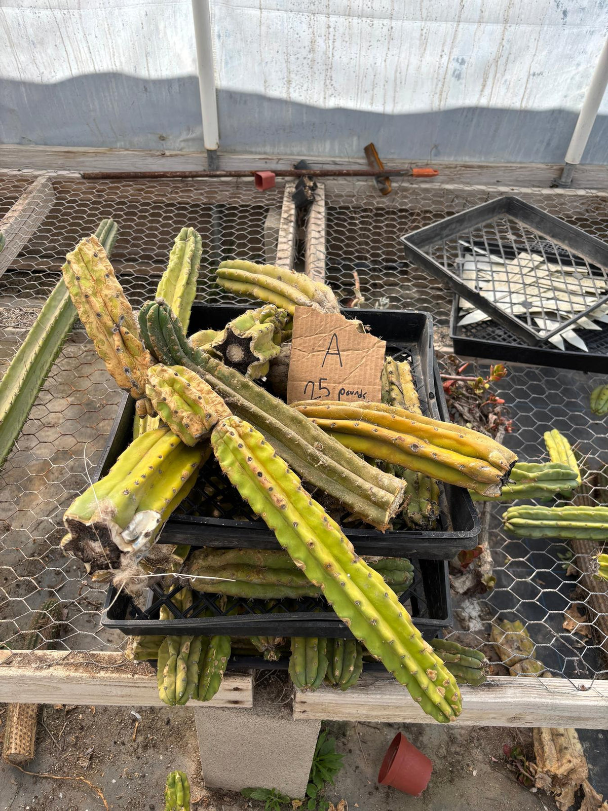 #EC258 EXACT Trichocereus Pachanoi PC Super TLC Cactus CUTTING Lot 25 pounds